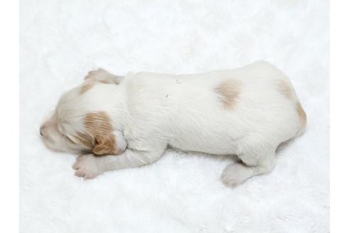 成約済の栃木県のイングリッシュコッカースパニエル-18550の3枚目