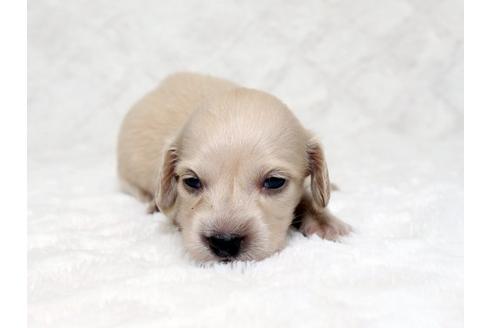 成約済の栃木県のミニチュアダックスフンド-18551の1枚目