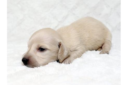 成約済の栃木県のミニチュアダックスフンド-18551の2枚目