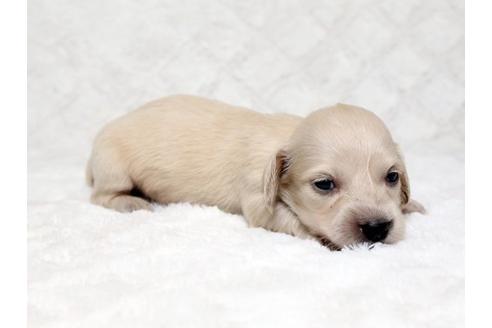 成約済の栃木県のミニチュアダックスフンド-18551の3枚目