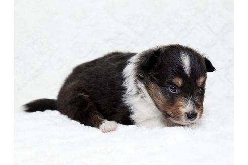 成約済の栃木県のシェットランドシープドッグ(シェルティ)-18552の1枚目