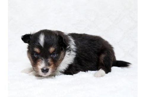 成約済の栃木県のシェットランドシープドッグ(シェルティ)-18552の2枚目