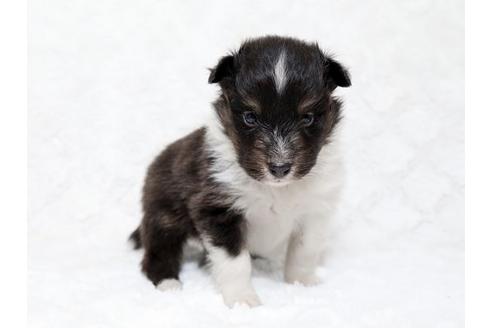 成約済の栃木県のシェットランドシープドッグ(シェルティ)-18553の1枚目