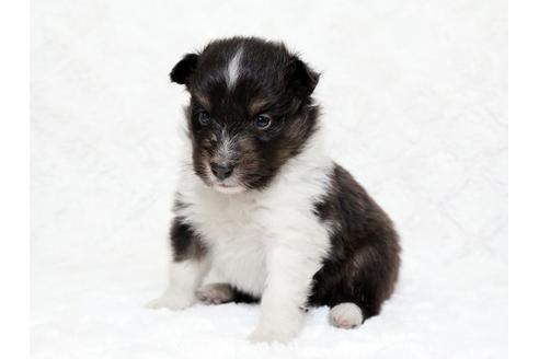 成約済の栃木県のシェットランドシープドッグ(シェルティ)-18553の2枚目