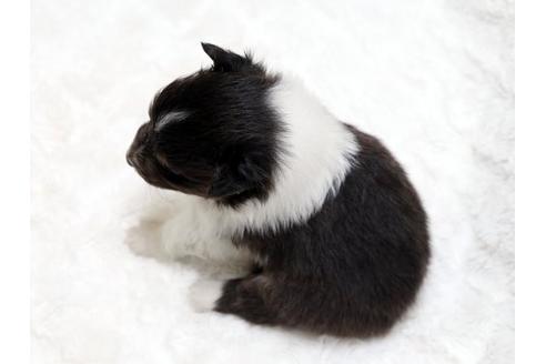 成約済の栃木県のシェットランドシープドッグ(シェルティ)-18553の3枚目