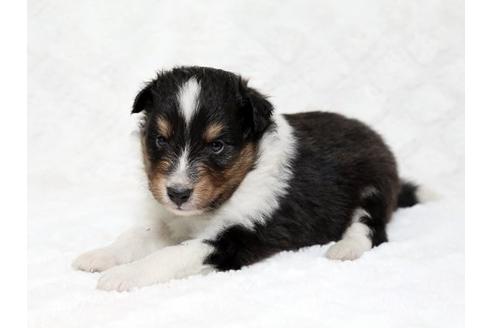 成約済の栃木県のシェットランドシープドッグ(シェルティ)-18554の1枚目