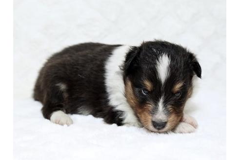 成約済の栃木県のシェットランドシープドッグ(シェルティ)-18554の2枚目