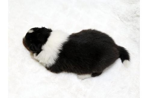 成約済の栃木県のシェットランドシープドッグ(シェルティ)-18554の3枚目