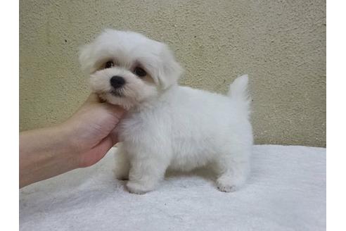 成約済の大阪府のマルチーズ-17440の1枚目