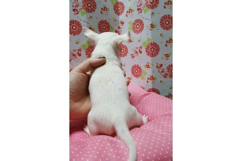 成約済の愛知県のチワワ-18587の1枚目