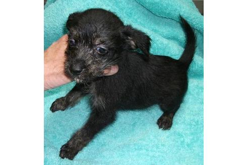 成約済の岐阜県のミックス犬-18596の1枚目