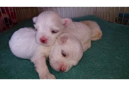 成約済の愛知県のマルチーズ-18606の1枚目