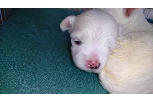 成約済の愛知県のマルチーズ-18607の1枚目