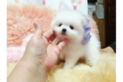 成約済の愛知県のポメラニアン-18608の1枚目