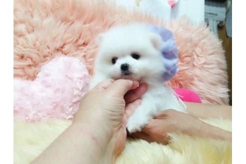 成約済の愛知県のポメラニアン-18608の2枚目