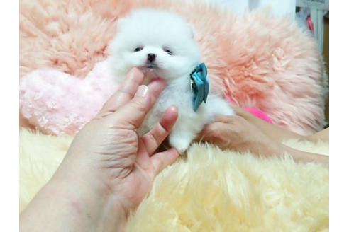 成約済の愛知県のポメラニアン-18609の2枚目