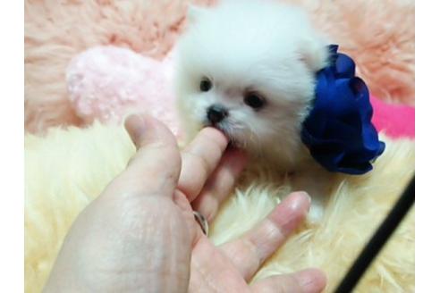 成約済の愛知県のポメラニアン-18610の2枚目
