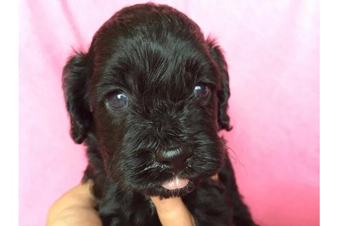 成約済の茨城県のミックス犬-18624の1枚目