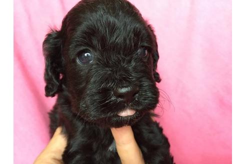 成約済の茨城県のミックス犬-18624の2枚目