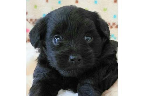 成約済の滋賀県のミックス犬-18636の1枚目