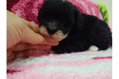 成約済の愛媛県のティーカッププードル-18438の5枚目