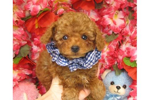 成約済の茨城県のトイプードル-18639の1枚目