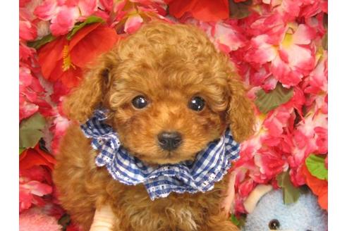 成約済の茨城県のトイプードル-18639の2枚目