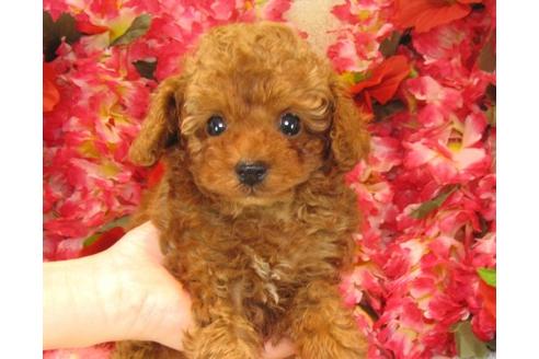 成約済の茨城県のトイプードル-18639の3枚目