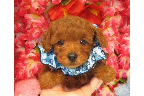 成約済の茨城県のトイプードル-18640の1枚目