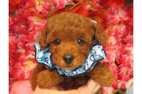 成約済の茨城県のトイプードル-18640の2枚目