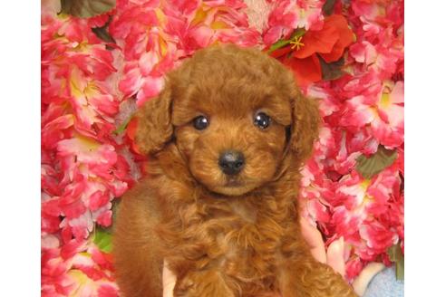 成約済の茨城県のトイプードル-18640の3枚目