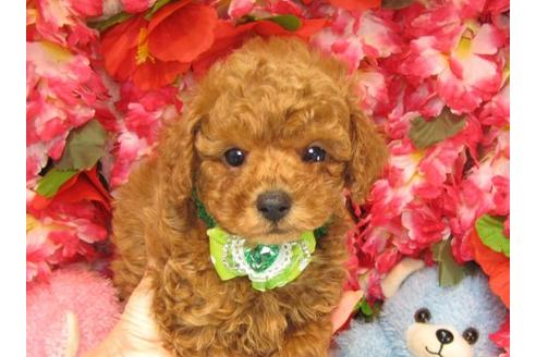 成約済の茨城県のトイプードル-18641の2枚目