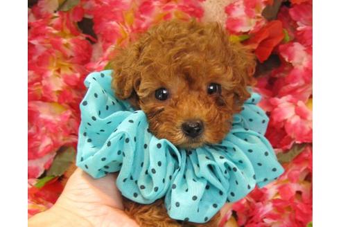 成約済の茨城県のトイプードル-18642の1枚目