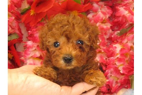 成約済の茨城県のトイプードル-18642の3枚目