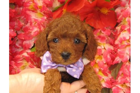 成約済の茨城県のトイプードル-18643の1枚目