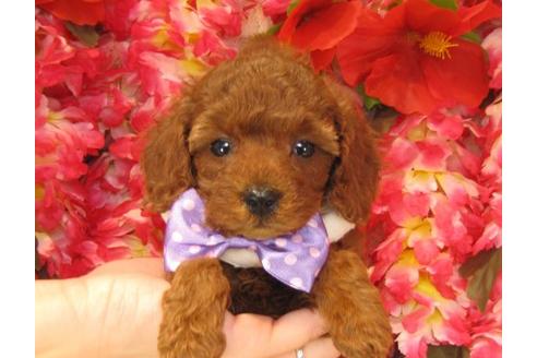 成約済の茨城県のトイプードル-18643の2枚目