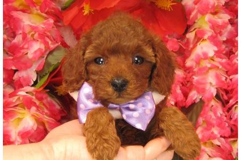 成約済の茨城県のトイプードル-18643の3枚目