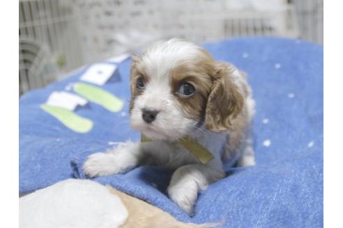 成約済の埼玉県のキャバリアキングチャールズスパニエル-17852の1枚目