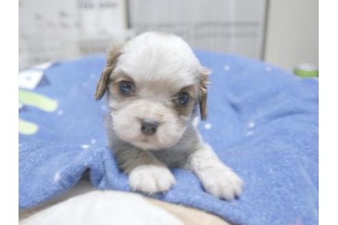成約済の埼玉県のキャバリアキングチャールズスパニエル-18145の1枚目