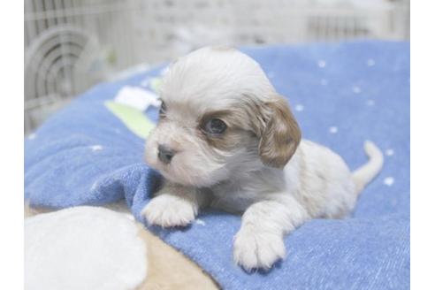 成約済の埼玉県のキャバリアキングチャールズスパニエル-18145の2枚目