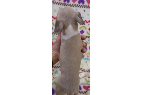 成約済の滋賀県のイタリアングレーハウンド(イタグレ)-18653の1枚目