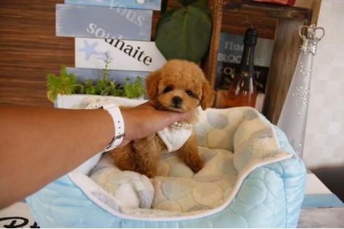 成約済の埼玉県のトイプードル-18655の1枚目