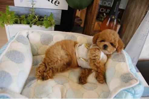 成約済の埼玉県のトイプードル-18655の2枚目