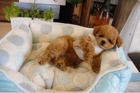 成約済の埼玉県のトイプードル-18655の3枚目