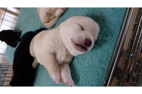 成約済の愛知県の柴犬-18670の2枚目