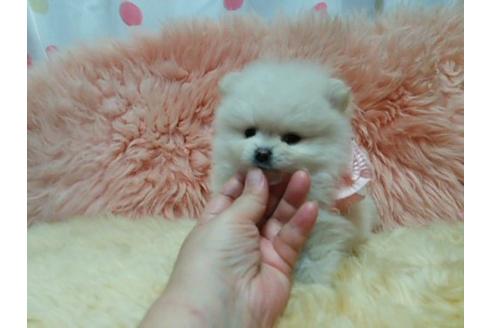成約済の愛知県のポメラニアン-18725の1枚目