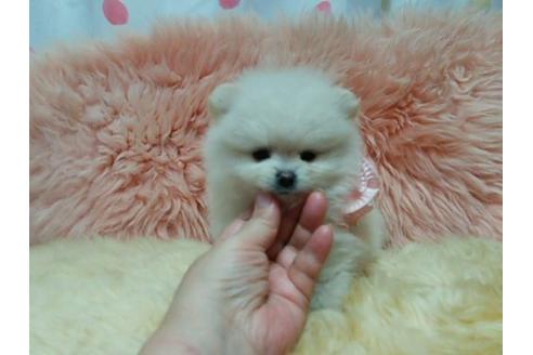 成約済の愛知県のポメラニアン-18725の3枚目