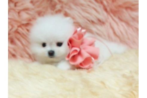 成約済の愛知県のポメラニアン-18726の3枚目