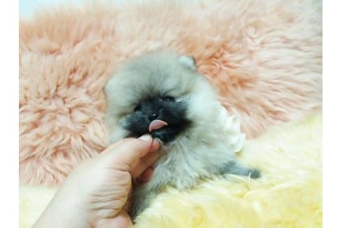 成約済の愛知県のポメラニアン-18727の2枚目