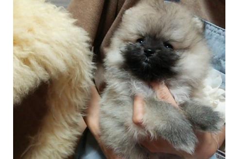 成約済の愛知県のポメラニアン-18727の3枚目